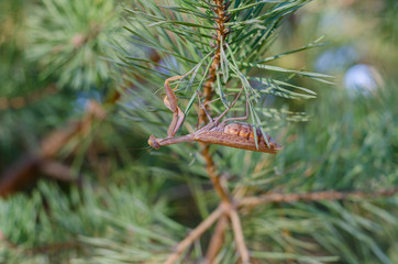 At the bottom of the pine branch is a European mantis or Mantodea. Brown pregnant female on pine...