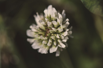 Real Flowers Austria