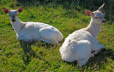 Portrait of a two young white Deer