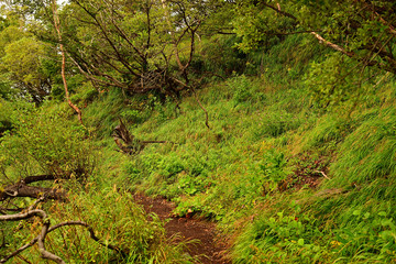 Let's go for a walk! 