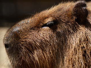 カピバラの顔のアップ