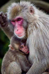 A mother's love being displayed by Japanese macaques in Arashiyama hills in Kyoto