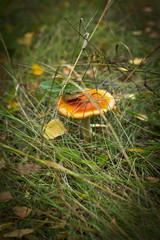 mushroom in the grass