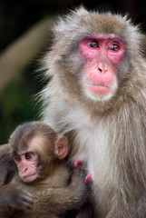A Japanese macaque baby nursing from mother in Arashiyama hills in Kyoto, Japan