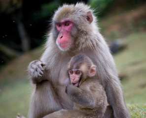 Japanese macaque mother and baby in Arashiyama hills in Kyoto, Japan