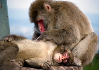 Grooming display of love in Japanese macaques in Arashiyama, Kyoto, Japan