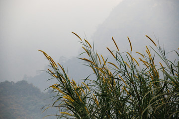 Grass Swaying in the breeze against the foggy mountains in Ha Giang during the winter in Vietnam