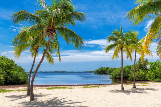 Coconut palm trees on a tropical sandy beach in Florida Keys.