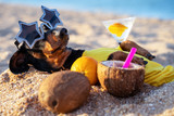 cute dog of dachshund, black and tan, buried in the sand at the beach sea on summer vacation holidays, wearing star glasses with coconut cocktail