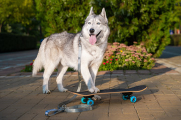 Siberian adult husky walks in the summer and looks into the distance like a beautiful wolf.