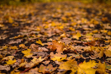 Yellow leaves lie on the ground in autumn in the park.