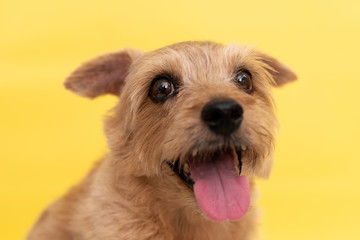 Norfolk Terrier dog against yellow background