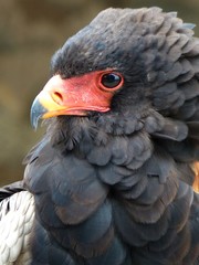 Aigle bateleur