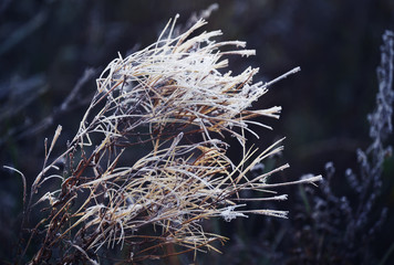Dry grass in a meadow covered with white hoarfrost. autumn cooling. Natural natural background.