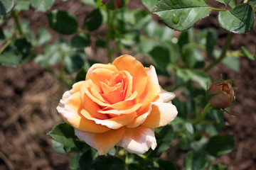 Blooming orange rose in the garden. Nature