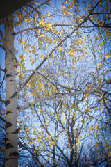 Fototapeta premium tree in autumn