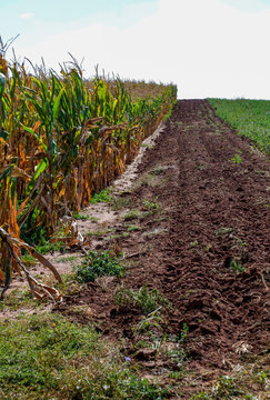 Maisfeld vor der Ernte im September