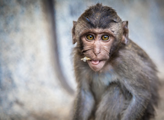 Monkey eating, Thailand.