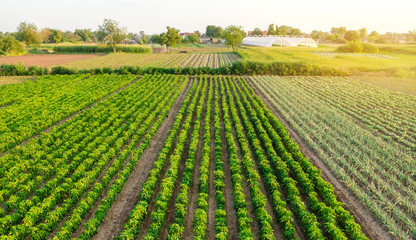 Rows / plantation of young pepper on a farm on a sunny day. Growing organic vegetables. Eco-friendly products. Agriculture land and farming. Agro business. Ukraine, Kherson region. Selective focus