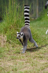 ワオキツネザル