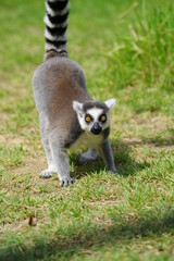 ワオキツネザル