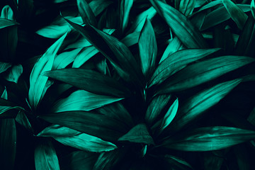 Naklejka na ściany i meble colorful green leaves on dark tropical foliage nature background