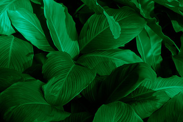 Beautiful green leaves background.