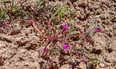 Plateau Altiplano with very untypical nature in Bolivia