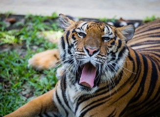 Fototapeta na wymiar Bengal tiger, Thailand.