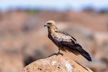 bird Black kite sittings on rock, Milvus migrans, Ethiopia safari wildlife