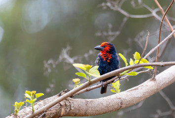 beautiful red bird, Black-billed Barbet Lybius guifsobalito on tree. Ethiopia wildlife