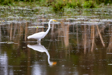 Naklejka premium hunting bird Great white egret in small pond, Ardea alba, with reflection in water, Ethiopia wildlife