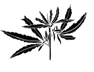 Decorative black trafaret branch of big hemp with leaves