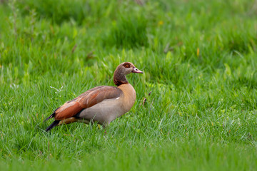 big bird Egyptian Goose in natural habitat. Alopochen aegyptiaca is a member of the duck, goose, and swan family Anatidae. It is native to Africa south of the Sahara. Ethiopia wildlife