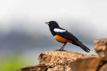 Mocking Cliff Chat on Wooden Log. Mocking cliff chat, Thamnolaea cinnamomeiventrid, is perching on stone in Gondar, Ethiopia, Africa wildlife - obrazy, fototapety, plakaty