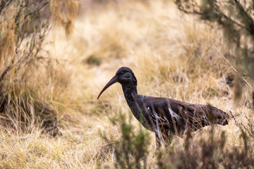 endemic bird Wattled Ibis feeding on ground. Bostrychia carunculata in Simien Mountain, Ethiopia wildlife, Africa