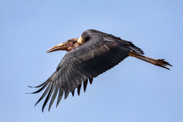 flying bird leptoptilos, genus of very large tropical storks, known as Marabou Stork. Leptoptilos crumenifer is a large wading bird in the stork family Ciconiidae. Ethiopia Africa wildlife