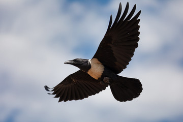 flying Pied Crow (Corvus albus), against blue sky with clouds. Ethiopia Africa safari wildlife