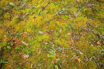 Earth with moss in the forest, abstract photo background