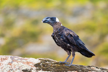big bird Thick-billed raven on a rock. In Simien Seminen mountains, Ethiopia wildlife, Africa