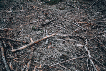 Old branches on the ground. Dark gloomy background with branches and sticks in the forest.