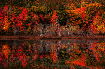 Colorful autumn forest by the lake. Reflection of red bright trees in the lake water. USA. Maine National park.