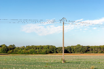 starlings on telephone pole in agricultural fields of Seine et Marne 