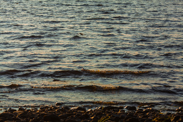 Water waves. Beautiful ripples on the water. Photo background with water. Copyspace concept with water in the evening light