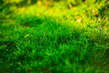 Bright green grass. Fresh green grass in the garden. Beautiful photo background with grass.