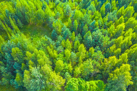 Top view of fresh green color forest