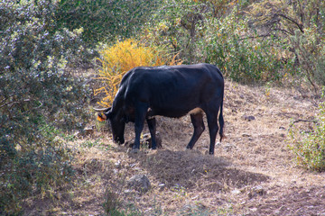 Wild bull in an Alentejo landscape, Portugal