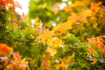 Autumn background. Maple leaves in the fall. Maple tree with yellowed and reddened leaves photo background. Concept with copyspace on the autumn theme. Bright maple close-up.