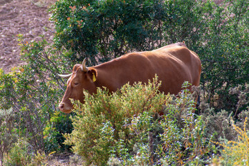 Wild bull in an Alentejo landscape, Portugal