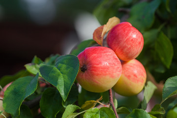 Apples on the apple tree. The apples are ripe. Fresh juicy red apples in the garden. Photo background, concept with fruit with copyspace